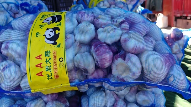 鲜蒜供应中