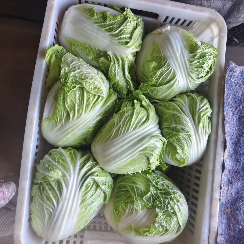 精品包头白菜