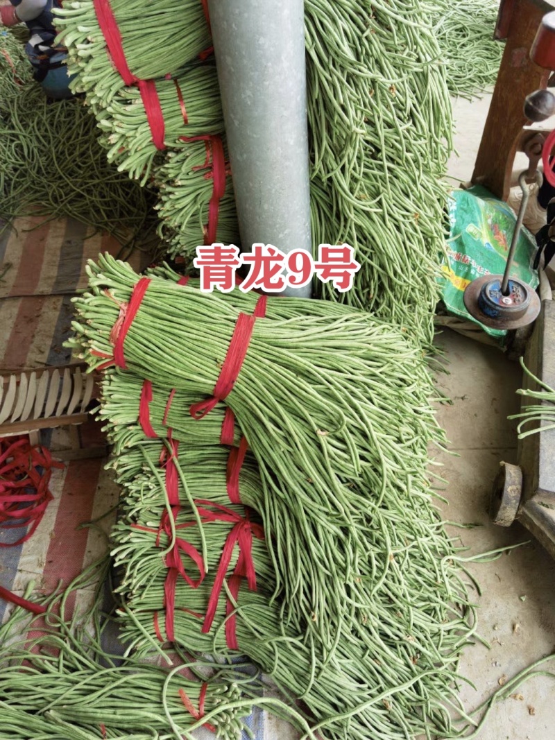 慕兰多青龙9号豆角种子白籽白花特长豇豆种子青绿色豆角耐热