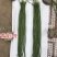 慕兰多青龙9号豆角种子白籽白花特长豇豆种子青绿色豆角耐热