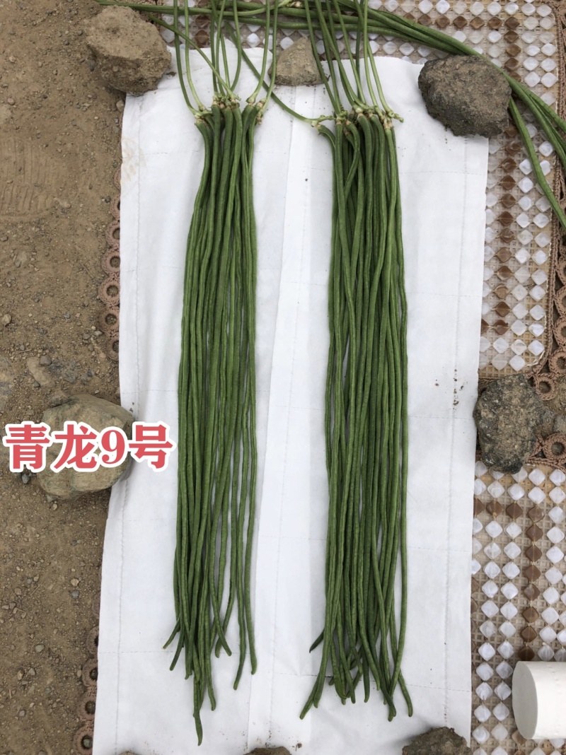慕兰多青龙9号豆角种子白籽白花特长豇豆种子青绿色豆角耐热
