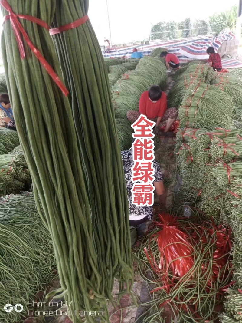 全能绿霸豆角种子升级黑眉豆角种子大肉豇豆种子白籽白花抗热