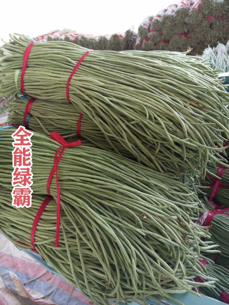 全能绿霸豆角种子升级黑眉豆角种子大肉豇豆种子白籽白花抗热