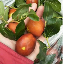 山东富硒大梨枣，种植基地，产地直供，货源充足，品质保证