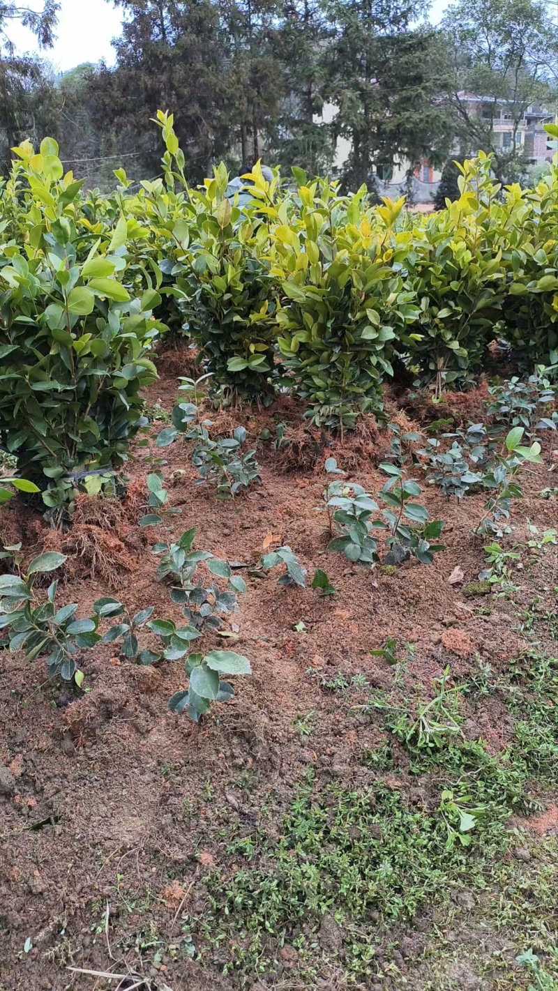 优质油茶苗批发