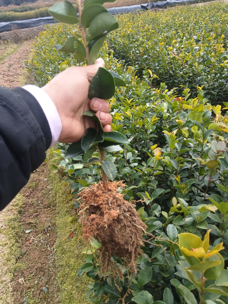优质油茶苗批发