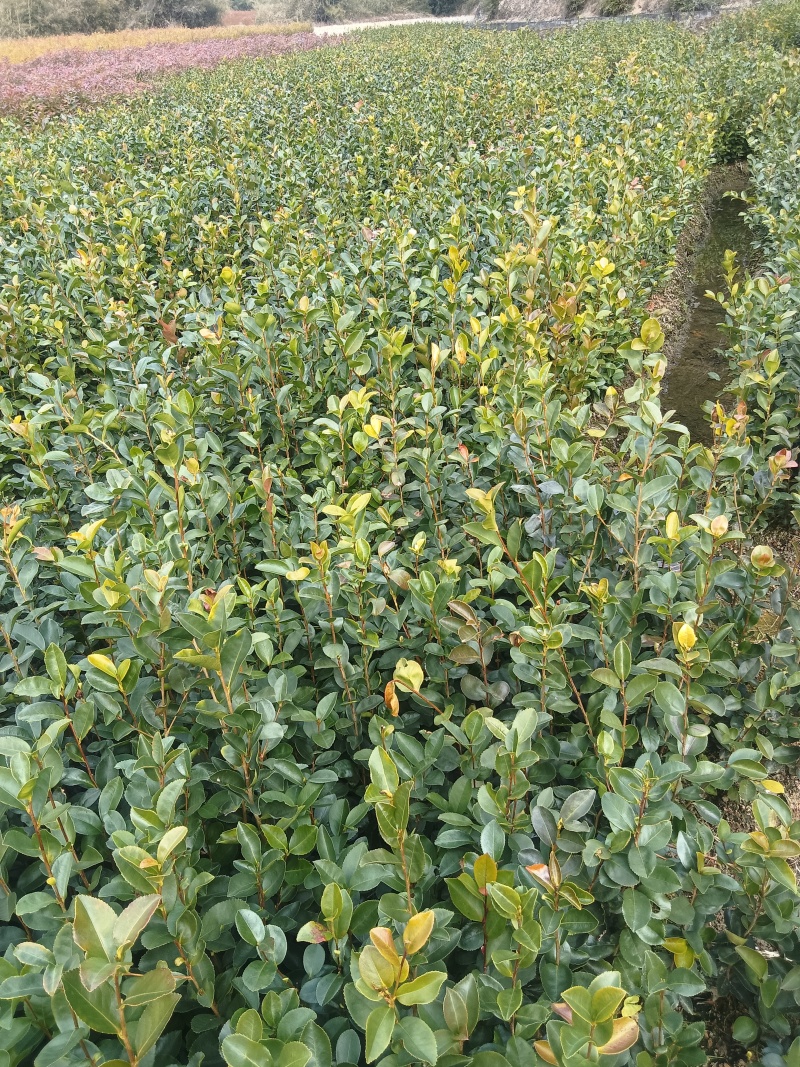 优质油茶苗批发