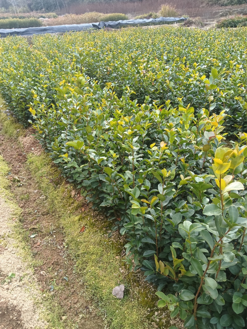 优质油茶苗批发