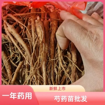 赤芍种苗，精品药用芍药苗苗农直销