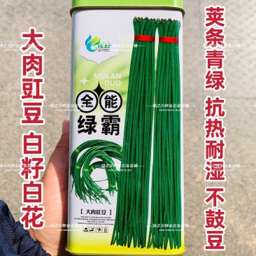 全能绿霸豆角种子升级黑眉豆角种子大肉豇豆种子白籽白花抗热