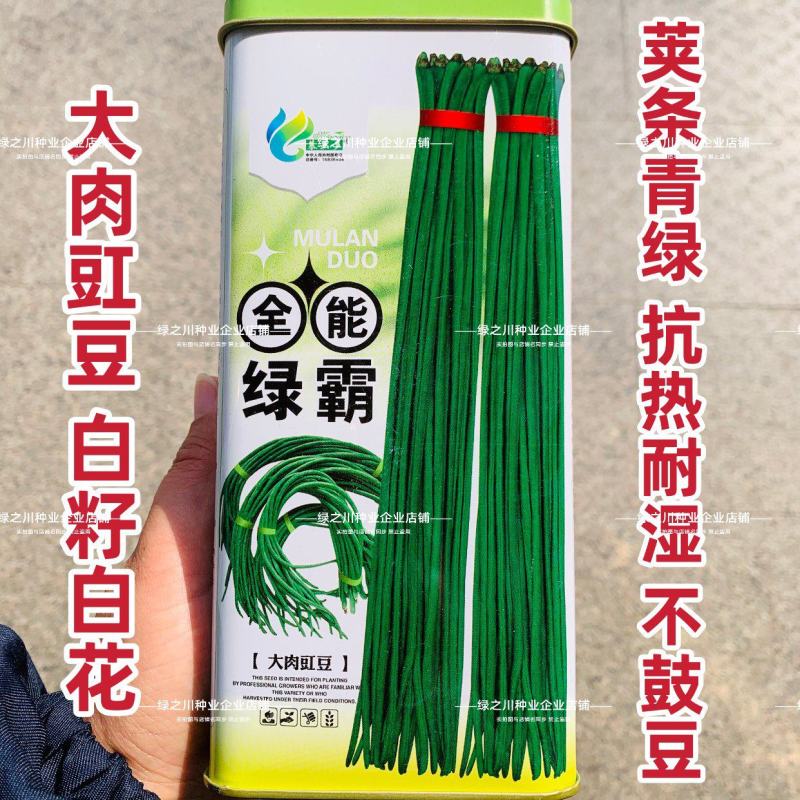 全能绿霸豆角种子升级黑眉豆角种子大肉豇豆种子白籽白花抗热