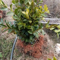优质油茶苗批发