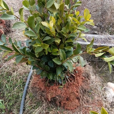 优质油茶苗批发