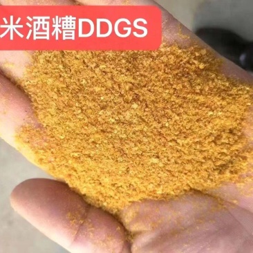 玉米酒糟DDGS全国发货，保质保量，欢迎大小养殖场合作