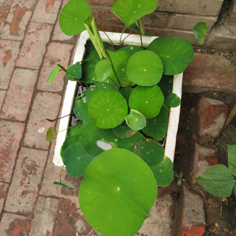 荷花苗，产地直发，大量有货，欢迎各位老板咨询采购