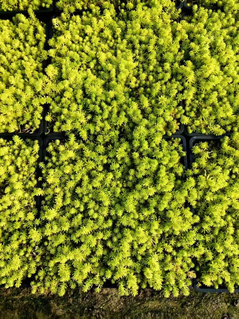 地被草姬言垂草、翠云草、中华景天、佛甲草、熊猫堇、珍珠草