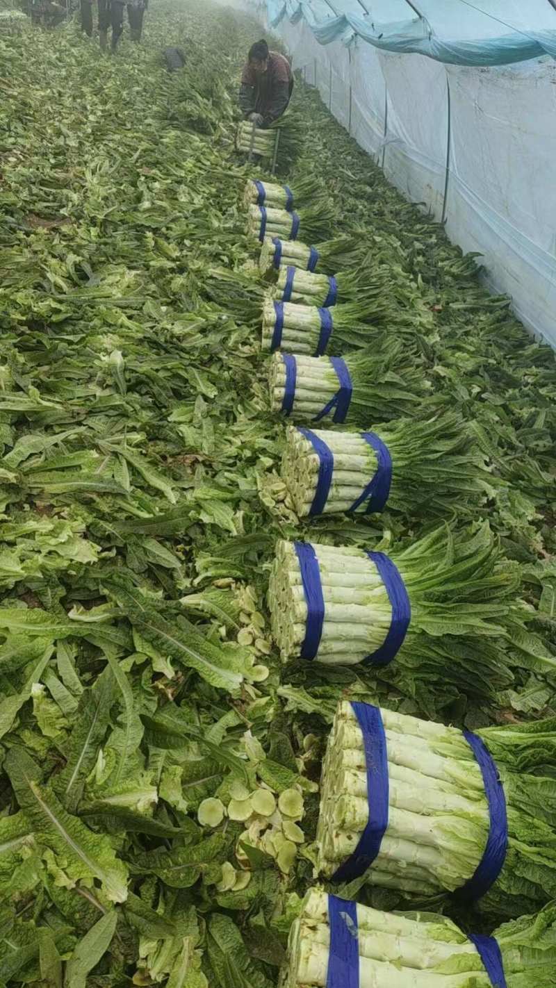 红叶莴苣安徽精品红尖叶莴苣一手货源承接商超电商代收