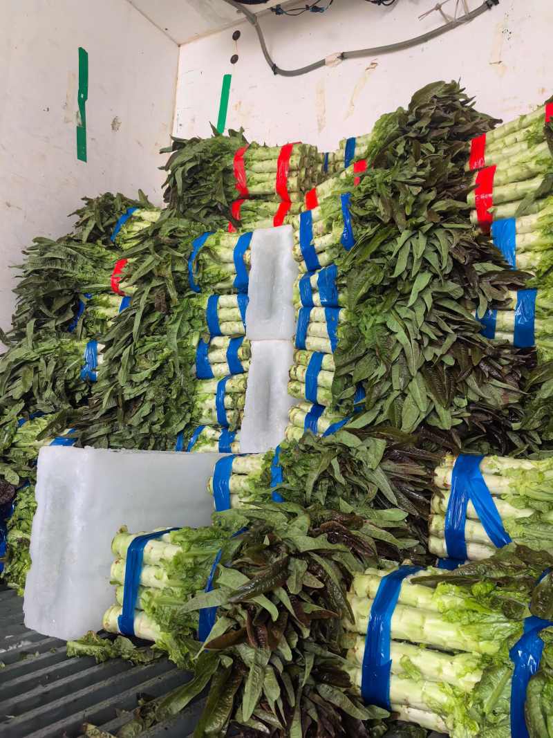 红叶莴苣安徽精品红尖叶莴苣一手货源承接商超电商代收
