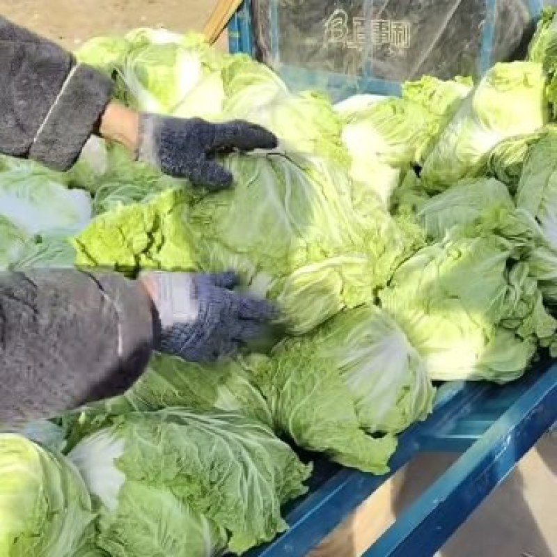 中牟鸡腿白菜