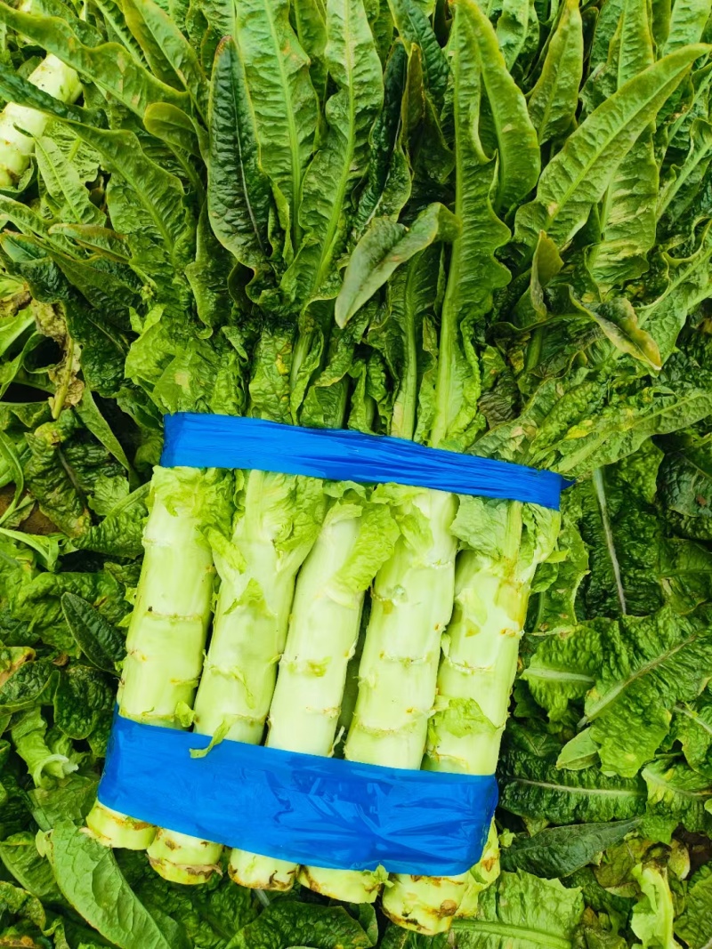 红叶莴苣安徽精品红尖叶莴苣一手货源承接商超电商代收