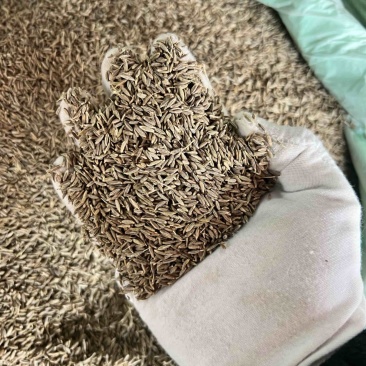 孜然粒印度进口孜然新疆孜然产地直供保证纯度
