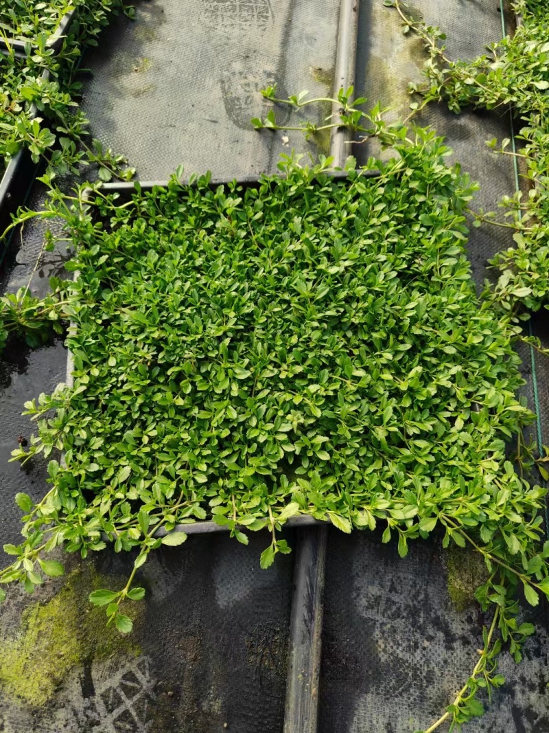 地被草姬言垂草、翠云草、中华景天、佛甲草、熊猫堇、珍珠草