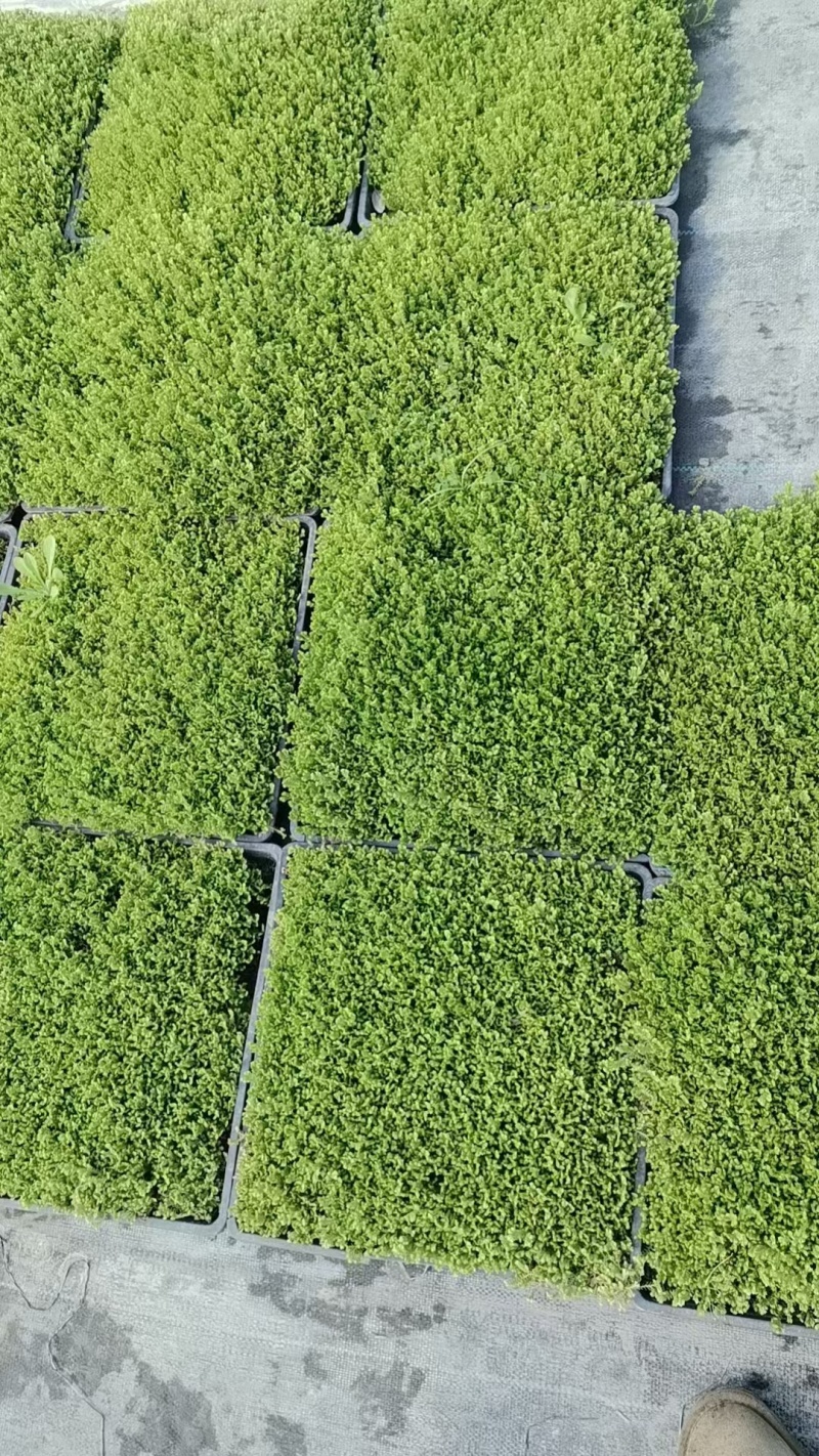 地被草姬言垂草、翠云草、中华景天、佛甲草、熊猫堇、珍珠草