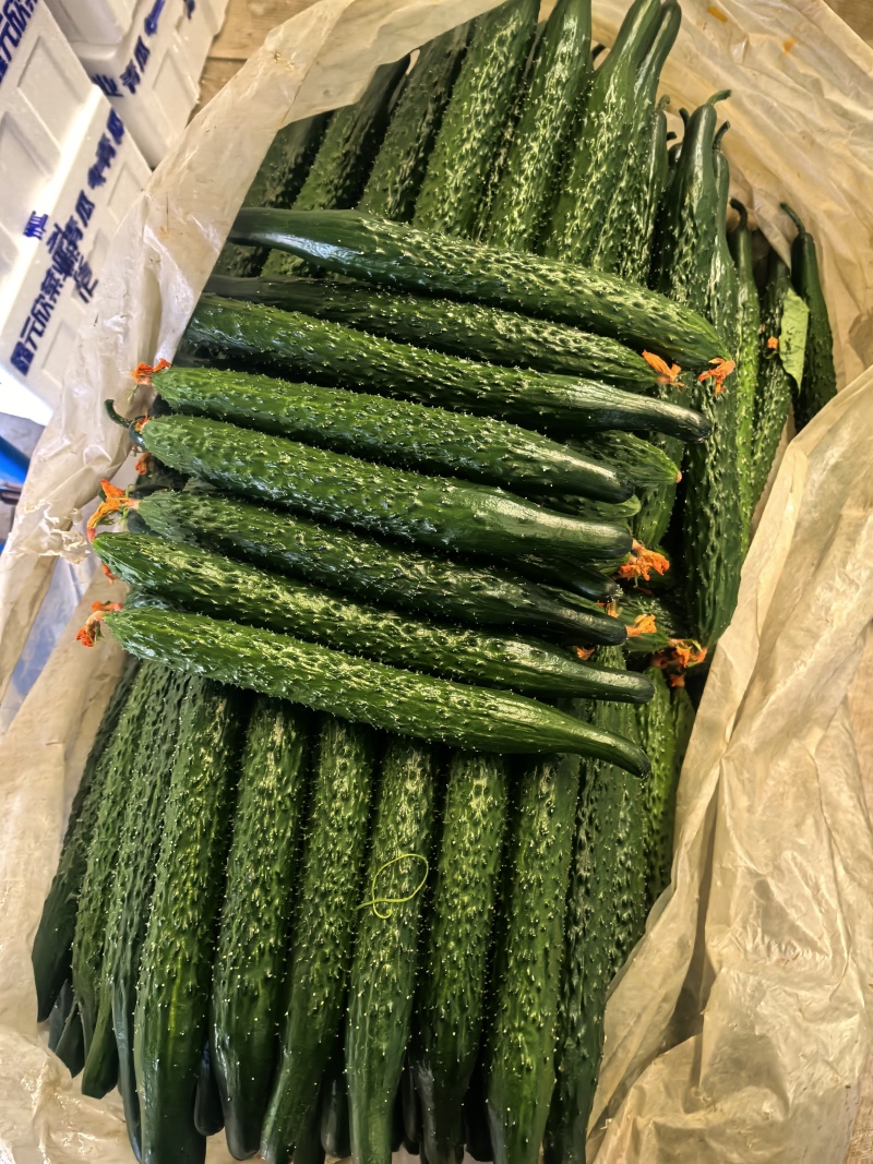 山东寿光精品黄瓜，密刺黄瓜，产地直供，当天采摘，质优价廉