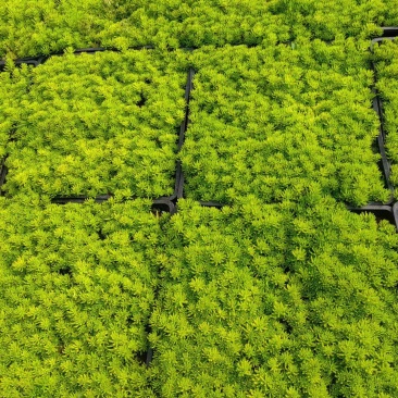 地被草姬言垂草、翠云草、中华景天、佛甲草、熊猫堇、珍珠草