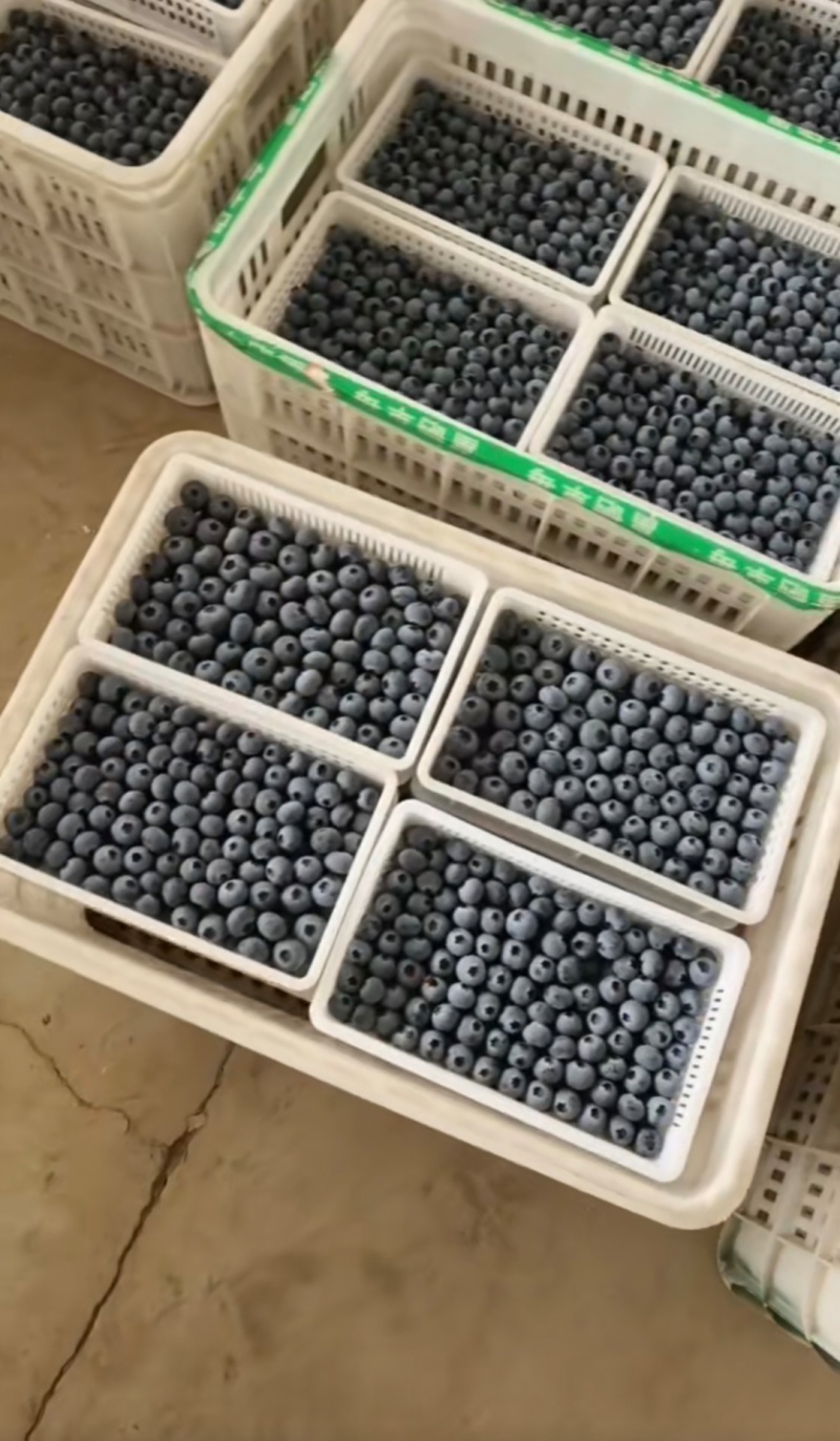 【热卖蓝莓】L25L11F6H5蓝莓产地一手货