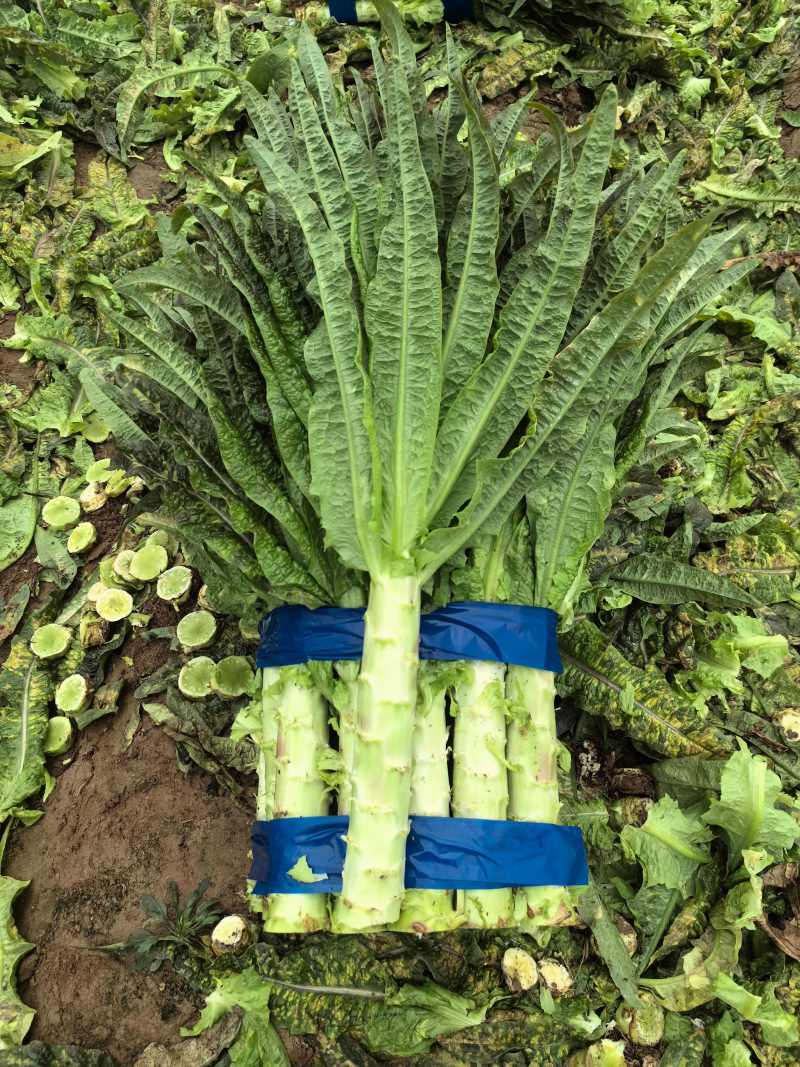 莴苣安徽红尖叶香莴苣承接商超电商无花无空心一手货
