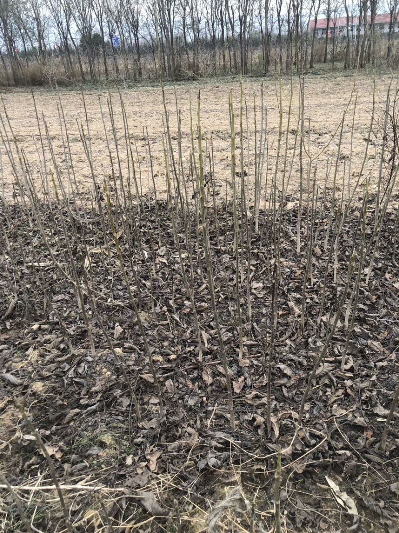 核桃苗砧木，嫁接文玩核桃纸皮核桃砧木基地直销