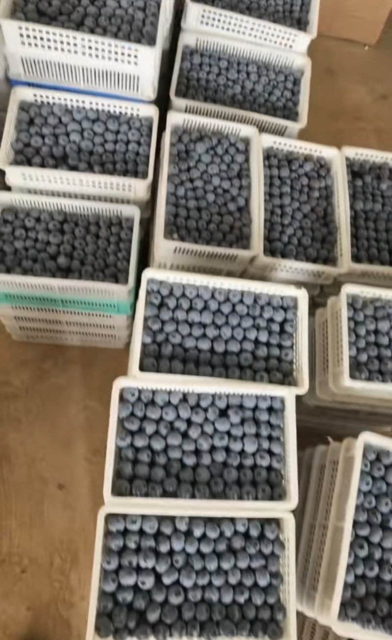 山东精品蓝莓优瑞卡蓝莓品质好价格优实力代发全国