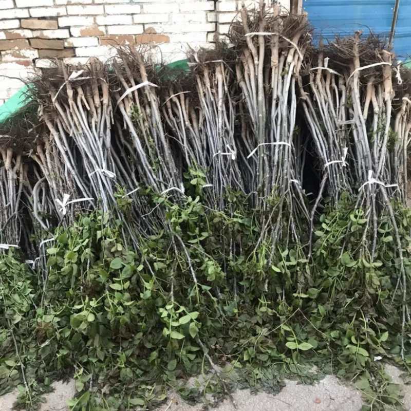 核桃树苗核桃苗南北方种植纸皮薄皮核桃苗