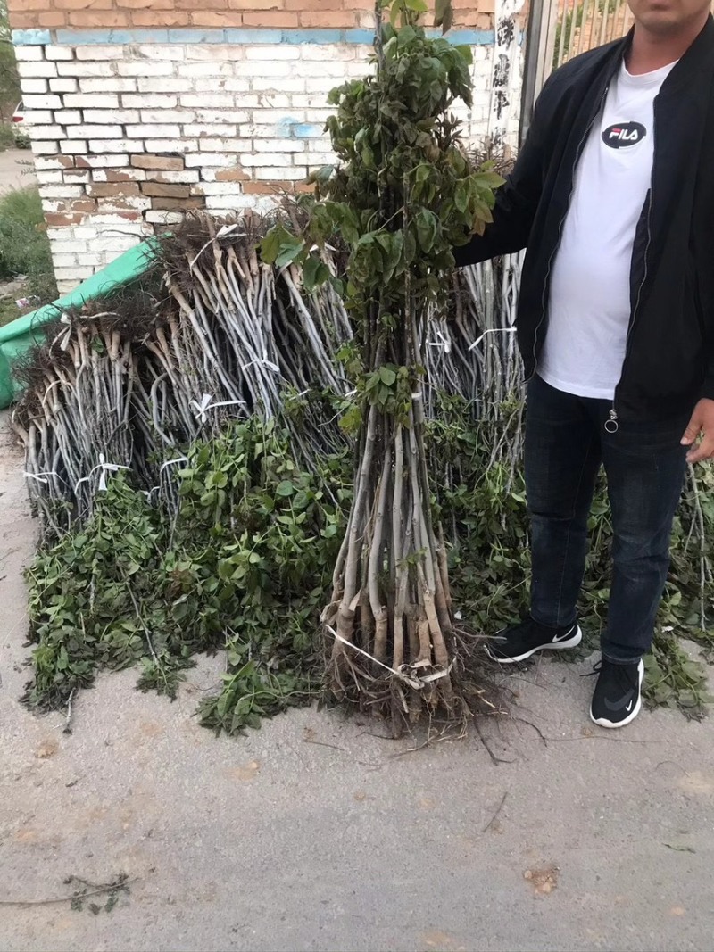 核桃树苗核桃苗南北方种植纸皮薄皮核桃苗