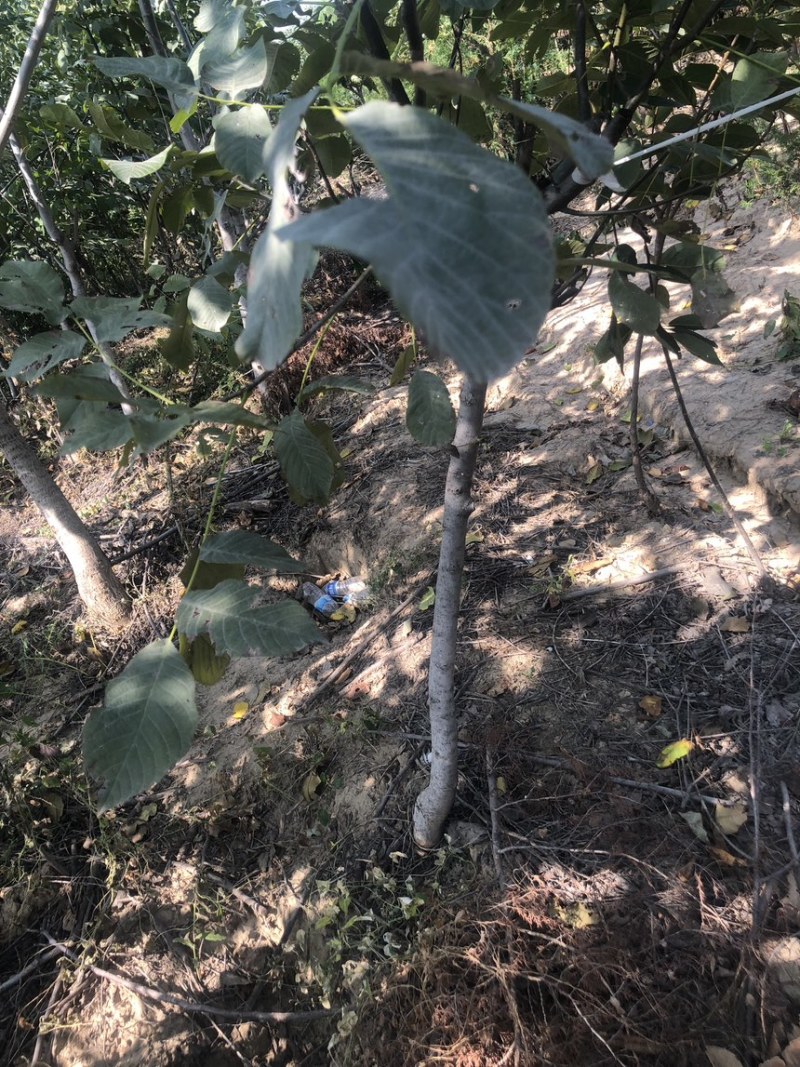 核桃树苗核桃苗南北方种植纸皮薄皮核桃苗