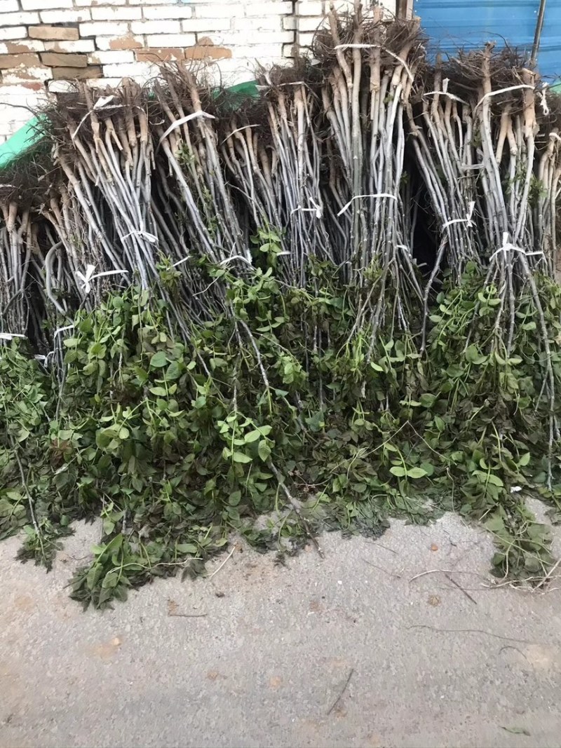 核桃树苗核桃苗南北方种植纸皮薄皮核桃苗