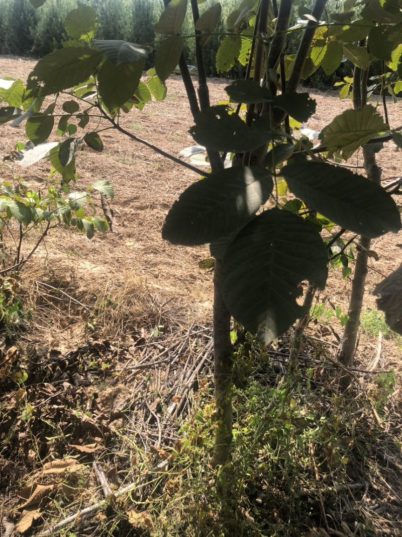 核桃树苗核桃苗南北方种植纸皮薄皮核桃苗