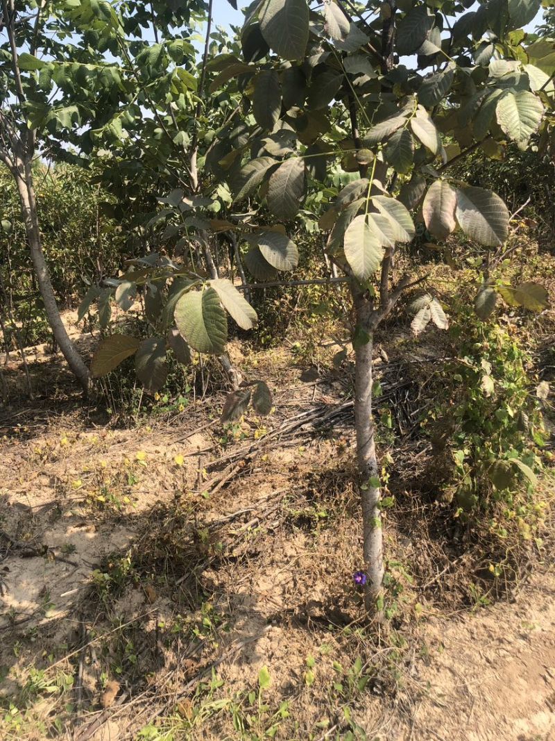 核桃树苗核桃苗南北方种植纸皮薄皮核桃苗