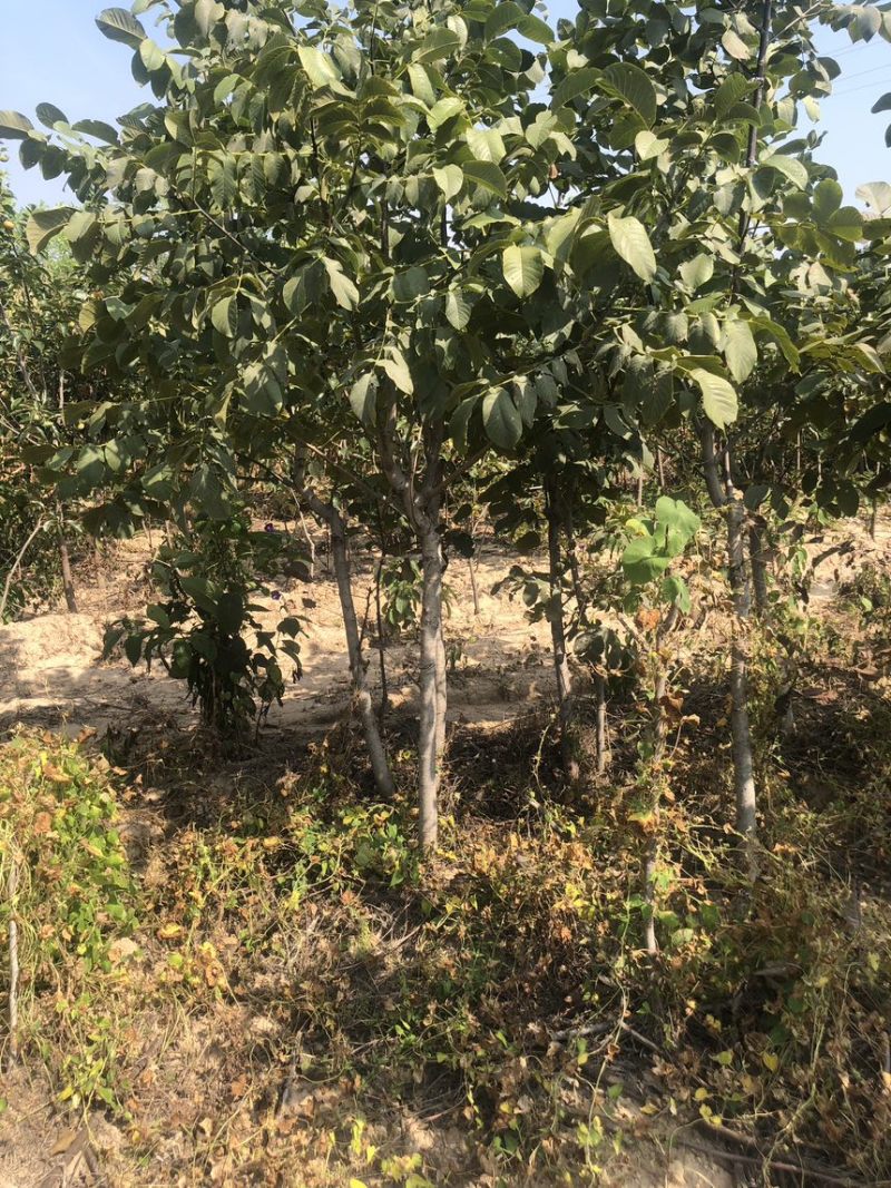 核桃树苗核桃苗南北方种植纸皮薄皮核桃苗
