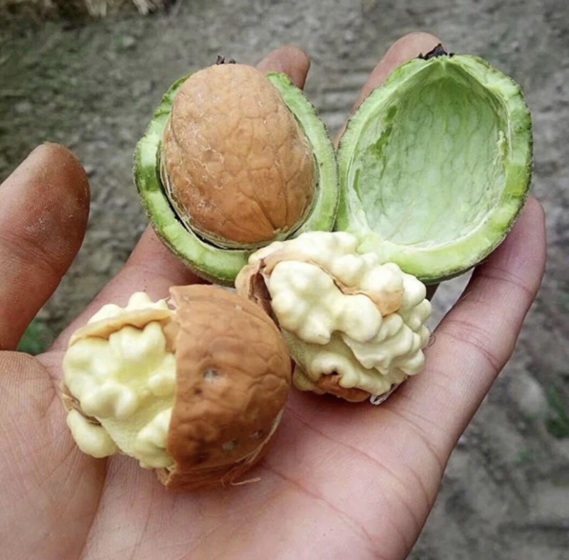 核桃树苗核桃苗南北方种植纸皮薄皮核桃苗