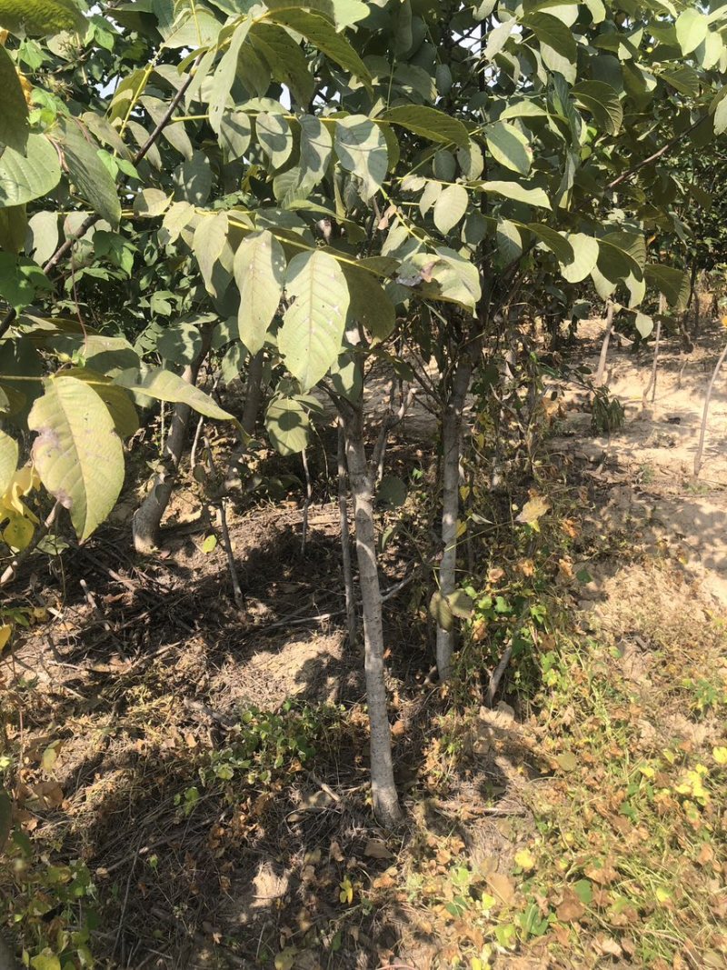核桃树苗核桃苗南北方种植纸皮薄皮核桃苗