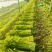 西芹安徽芹菜皇妃芹菜货源充足代收代发全国一手货源
