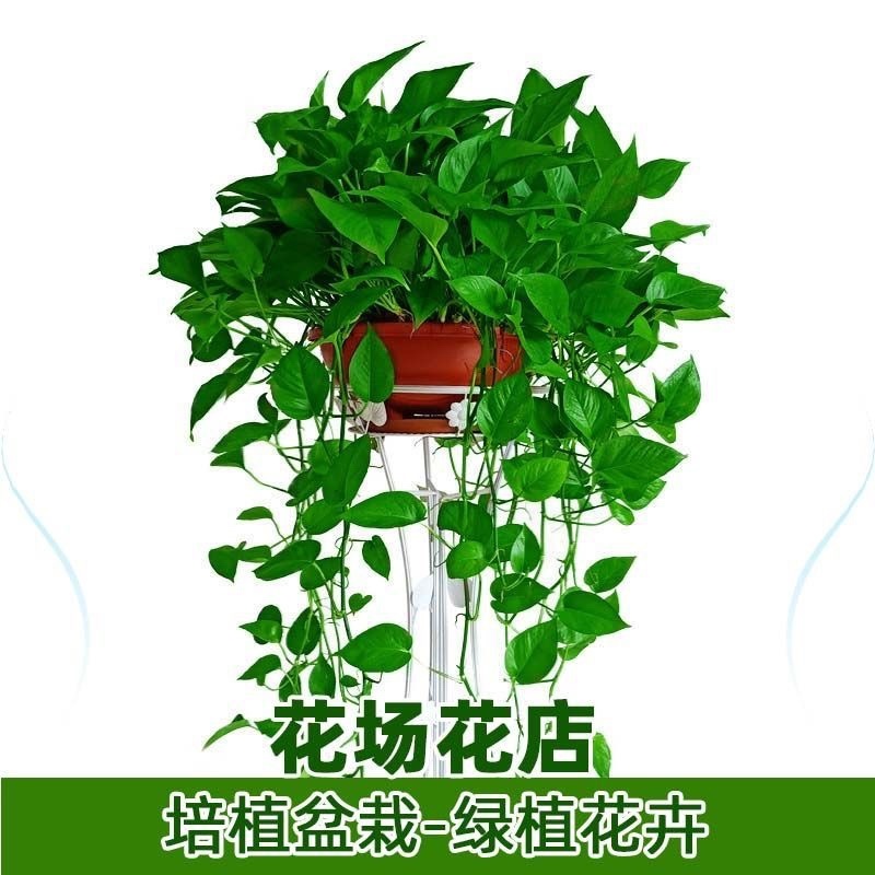 360九角透明吸水盆/大红/铁红360高脚盆