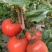 普罗旺斯西红柿大量上市中，欢迎各地老板前来采购