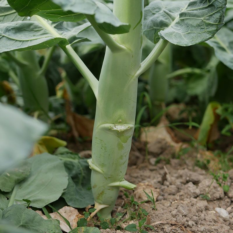 白花粗条甜脆芥兰种子耐寒耐雨稍耐热抗逆性强四季菜