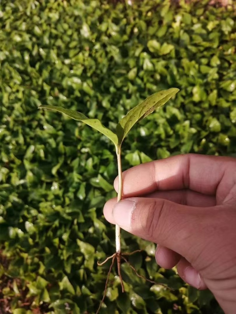 二乔玉兰芽苗辛夷芽苗一手货源
