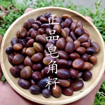 大皂角树种子大皂角籽长刺大皂角种子皂角籽