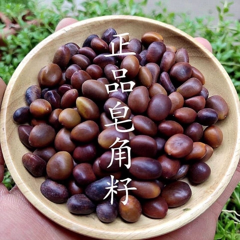 大皂角树种子大皂角籽长刺大皂角种子皂角籽