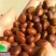 大皂角树种子大皂角籽长刺大皂角种子皂角籽